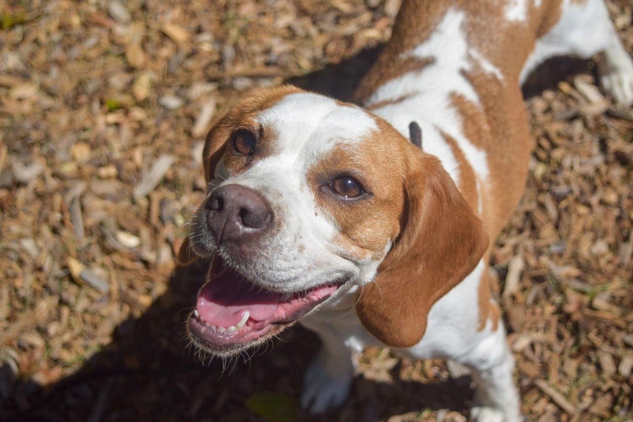 Bagel, The Nose Patrol's mold detection dog