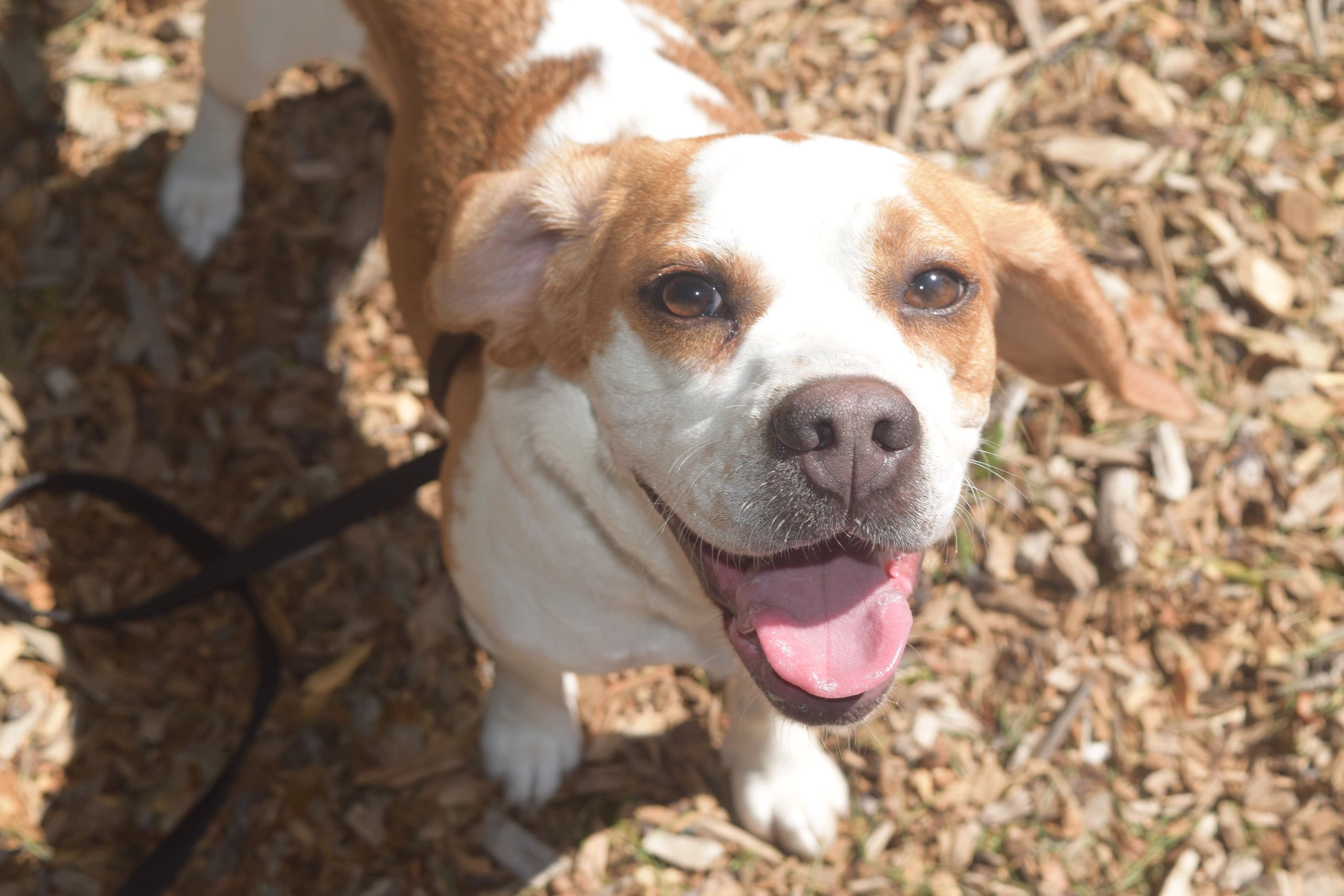 Bagel, The Nose Patrol's mold detection dog, on an inspection