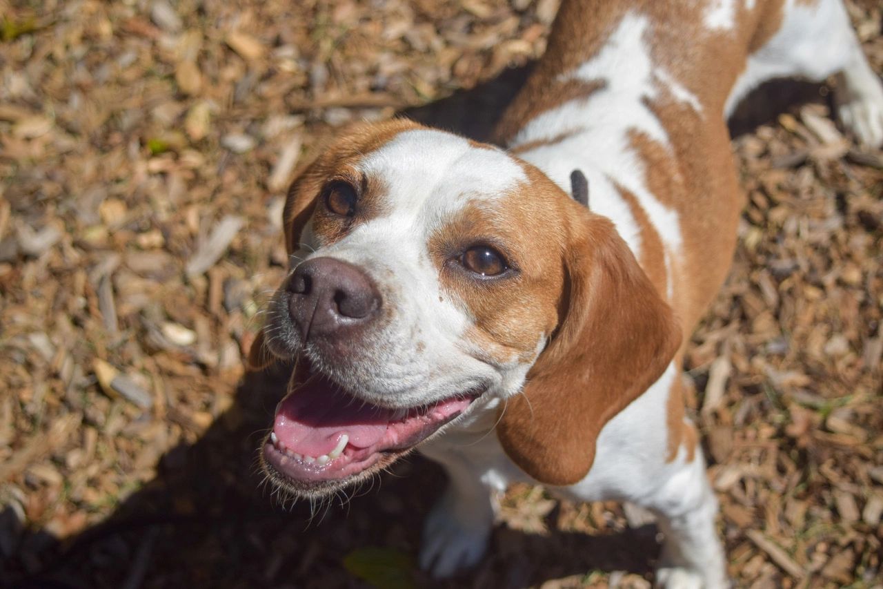 Bagel, The Nose Patrol's mold detection dog, on leash during an inspection