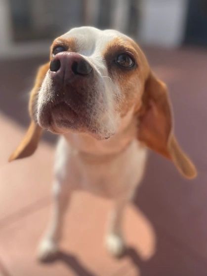 Bagel, The Nose Patrol's veteran mold detection dog