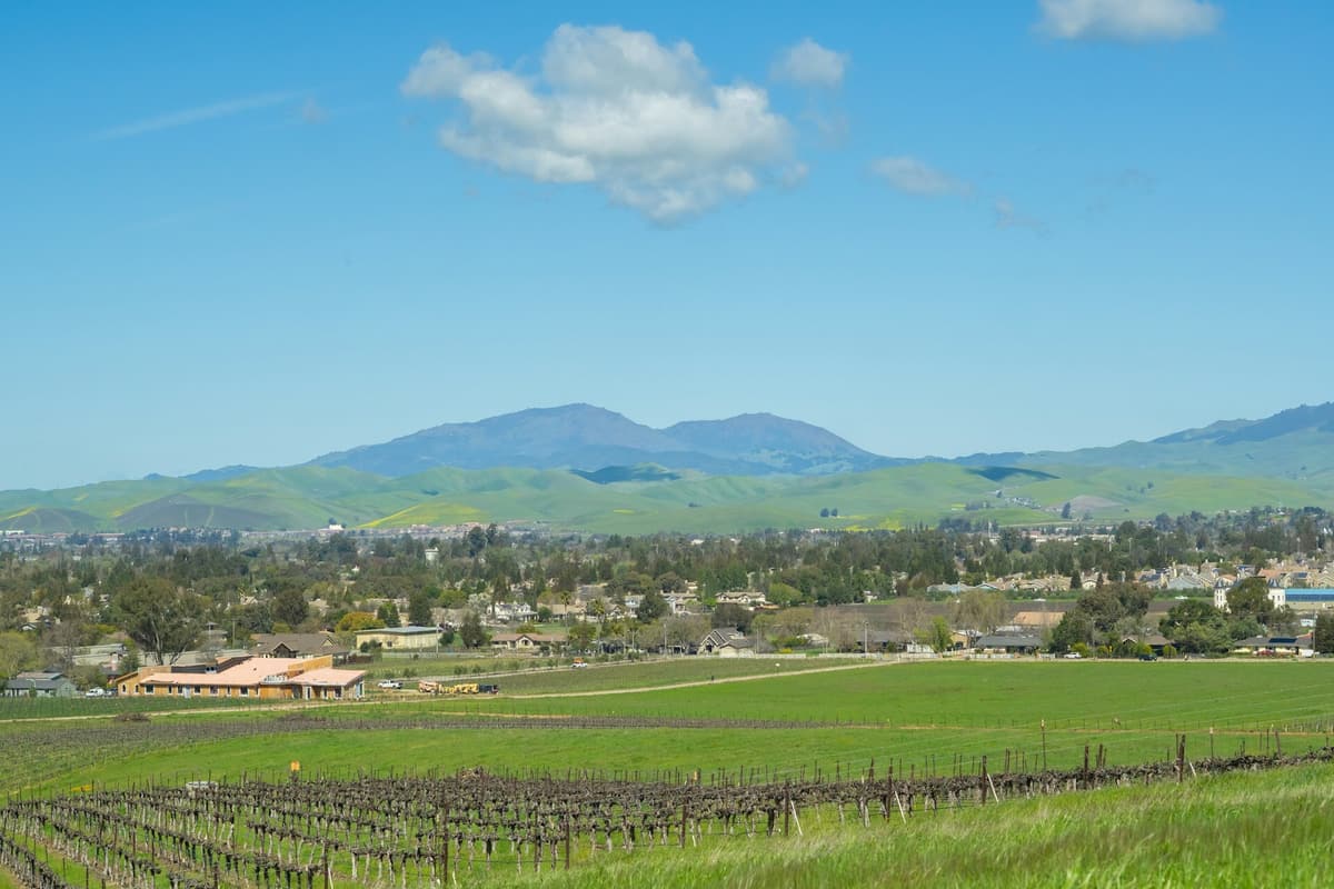 Vineyards and green rolling hills in the East Bay under a blue sky