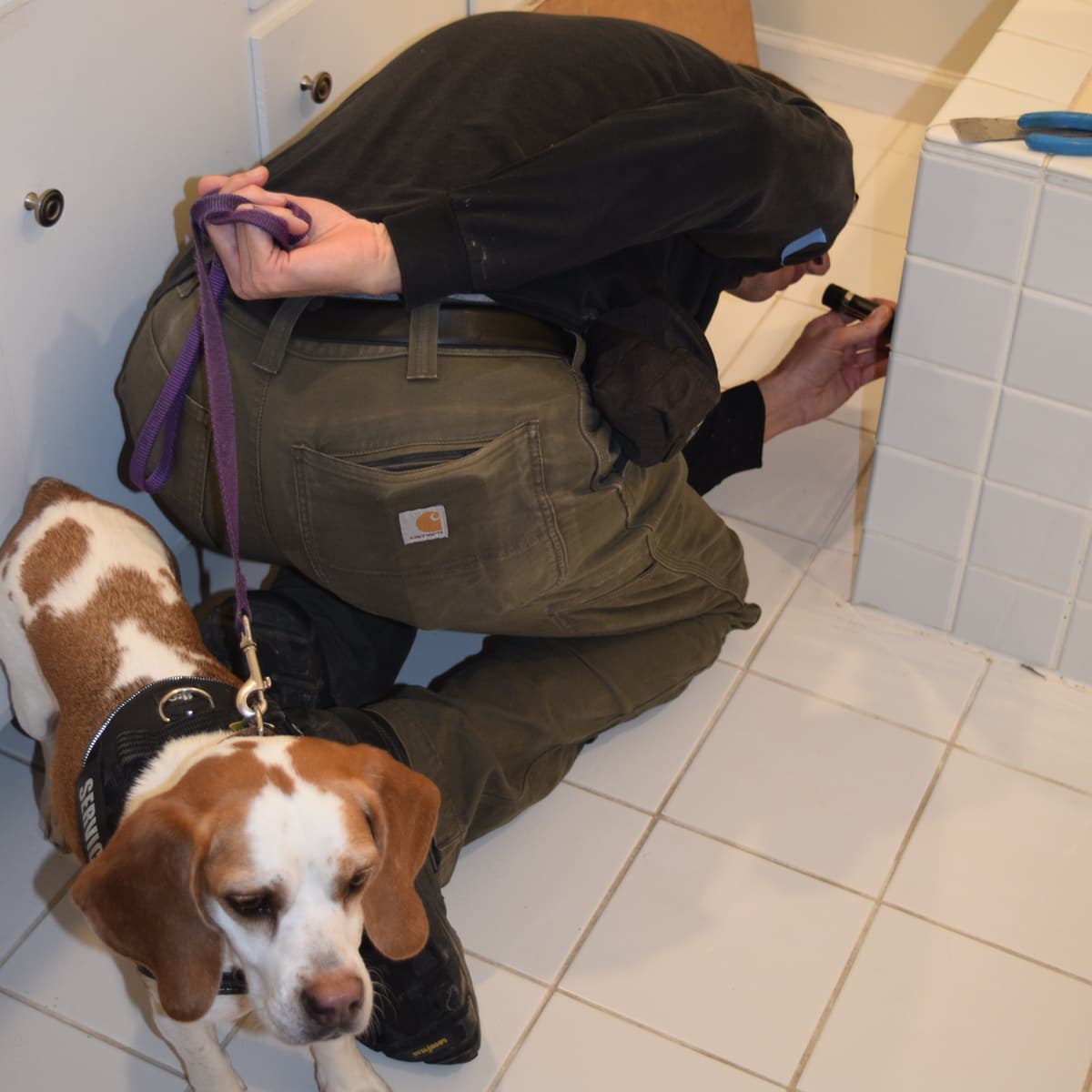Mike, kneeling on a tiled bathroom floor, checks the base of a tub surround with a flashlight while a beagle mold detection dog in a service vest waits on leash beside him