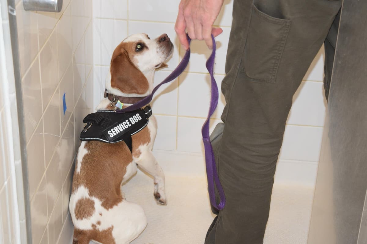 A Nose Patrol mold detection dog in a service vest, on leash beside its handler, sitting to alert at the base of a tiled shower wall