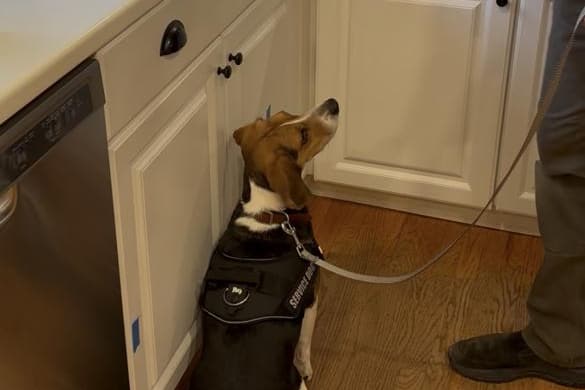 A mold detection dog on leash sniffing along the base of kitchen cabinets next to a dishwasher