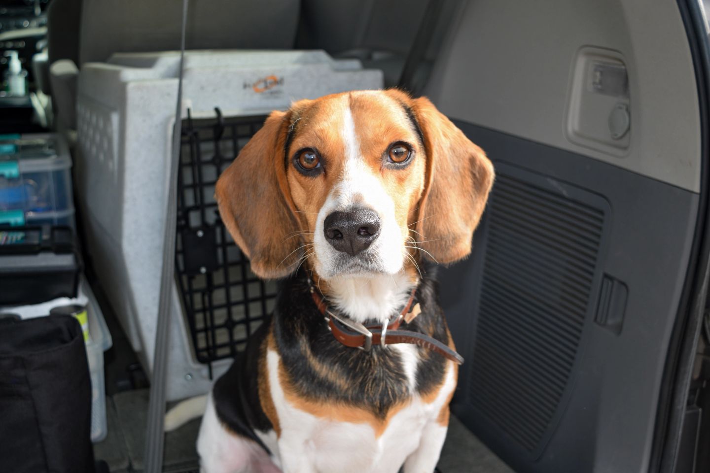 Watson, The Nose Patrol's mold detection dog, geared up for an inspection