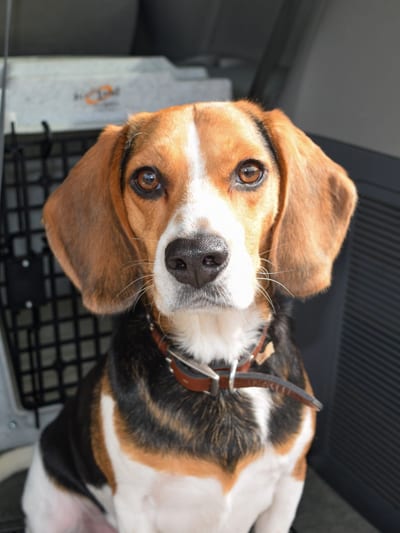 Watson, The Nose Patrol's newest mold detection dog