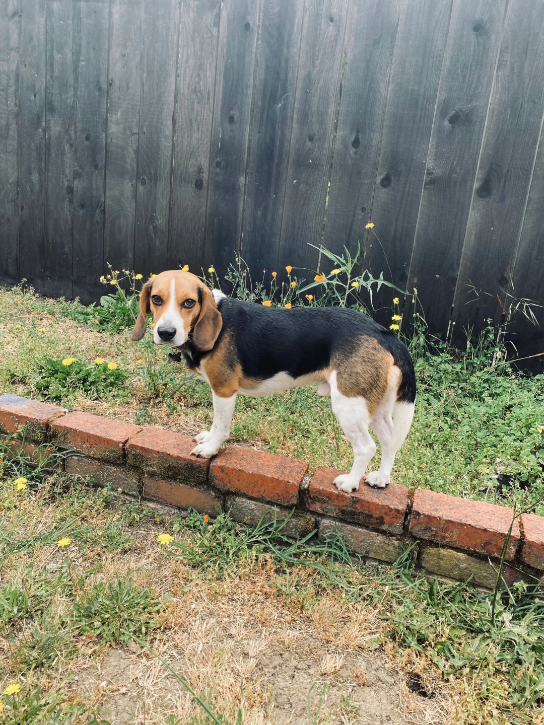 Watson, The Nose Patrol's mold detection dog, working a yard